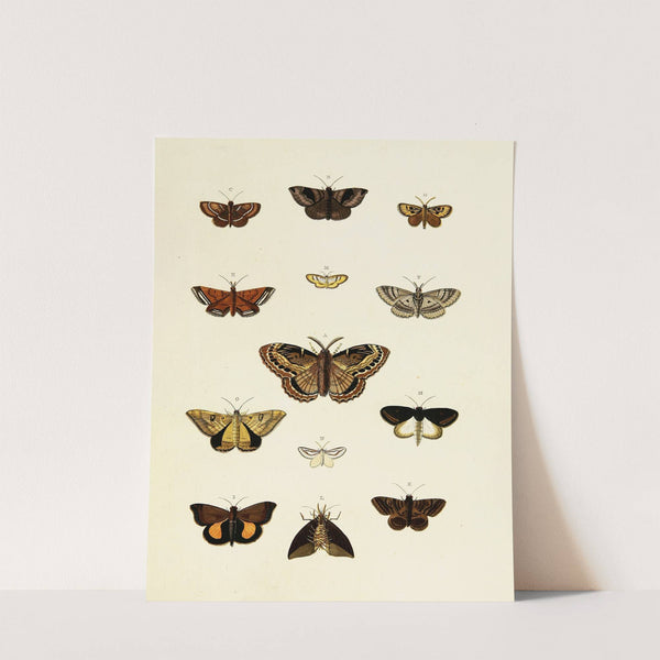 Foreign butterflies occurring in the three continents Asia, Africa and America Pl.204 (1779-1782) by Pieter Cramer