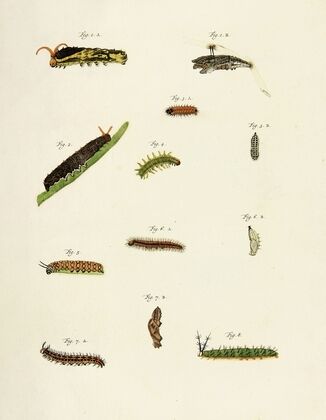 Foreign butterflies occurring in the three continents Asia, Africa and America Pl.206