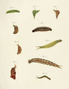 Foreign butterflies occurring in the three continents Asia, Africa and America Pl.208