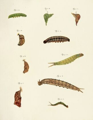 Foreign butterflies occurring in the three continents Asia, Africa and America Pl.208
