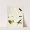 Foreign butterflies occurring in the three continents Asia, Africa and America Pl.209 (1779-1782) by Pieter Cramer