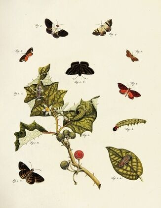Foreign butterflies occurring in the three continents Asia, Africa and America Pl.213