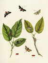 Foreign butterflies occurring in the three continents Asia, Africa and America Pl.219