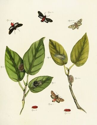 Foreign butterflies occurring in the three continents Asia, Africa and America Pl.219