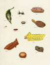 Foreign butterflies occurring in the three continents Asia, Africa and America Pl.220