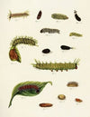Foreign butterflies occurring in the three continents Asia, Africa and America Pl.222