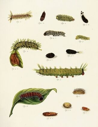 Foreign butterflies occurring in the three continents Asia, Africa and America Pl.222