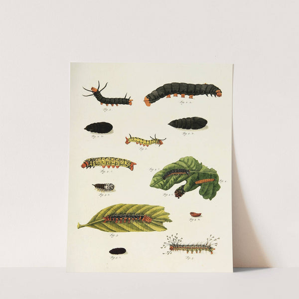 Foreign butterflies occurring in the three continents Asia, Africa and America Pl.224 (1779-1782) by Pieter Cramer