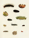 Foreign butterflies occurring in the three continents Asia, Africa and America Pl.225