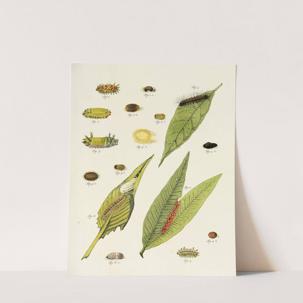 Foreign butterflies occurring in the three continents Asia, Africa and America Pl.226 (1779-1782) by Pieter Cramer