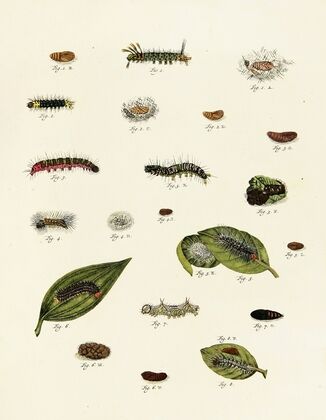 Foreign butterflies occurring in the three continents Asia, Africa and America Pl.228