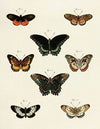 Foreign butterflies occurring in the three continents Asia, Africa and America Pl.230