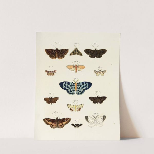 Foreign butterflies occurring in the three continents Asia, Africa and America Pl.241 (1779-1782) by Pieter Cramer