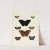 Foreign butterflies occurring in the three continents Asia, Africa and America Pl.242 (1779-1782) by Pieter Cramer