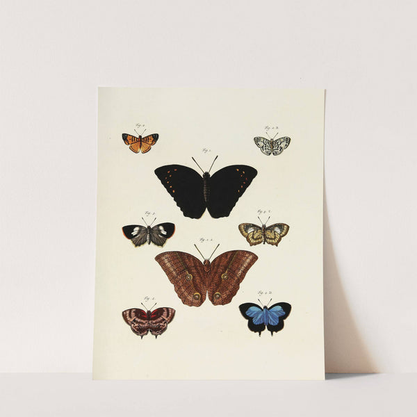 Foreign butterflies occurring in the three continents Asia, Africa and America Pl.242 (1779-1782) by Pieter Cramer
