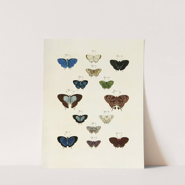 Foreign butterflies occurring in the three continents Asia, Africa and America Pl.243 (1779-1782) by Pieter Cramer