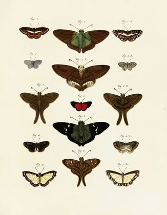 Foreign butterflies occurring in the three continents Asia, Africa and America Pl.244