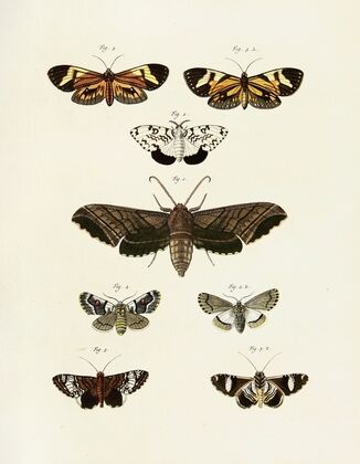 Foreign butterflies occurring in the three continents Asia, Africa and America Pl.245
