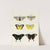 Foreign butterflies occurring in the three continents Asia, Africa and America Pl.246 (1779-1782) by Pieter Cramer