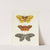 Foreign butterflies occurring in the three continents Asia, Africa and America Pl.247 (1779-1782) by Pieter Cramer