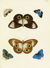 Foreign butterflies occurring in the three continents Asia, Africa and America Pl.253
