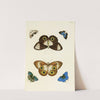 Foreign butterflies occurring in the three continents Asia, Africa and America Pl.253 (1779-1782) by Pieter Cramer