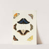 Foreign butterflies occurring in the three continents Asia, Africa and America Pl.259 (1779-1782) by Pieter Cramer