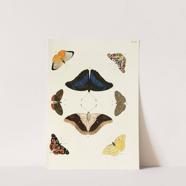 Foreign butterflies occurring in the three continents Asia, Africa and America Pl.259 (1779-1782) by Pieter Cramer