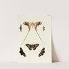 Foreign butterflies occurring in the three continents Asia, Africa and America Pl.260 (1779-1782) by Pieter Cramer