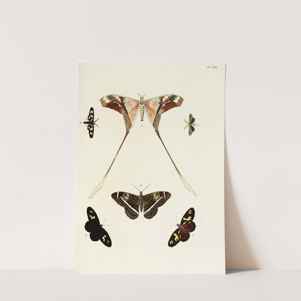 Foreign butterflies occurring in the three continents Asia, Africa and America Pl.260 (1779-1782) by Pieter Cramer