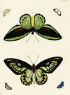 Foreign butterflies occurring in the three continents Asia, Africa and America Pl.270