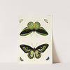 Foreign butterflies occurring in the three continents Asia, Africa and America Pl.270 (1779-1782) by Pieter Cramer