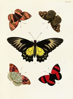 Foreign butterflies occurring in the three continents Asia, Africa and America Pl.272