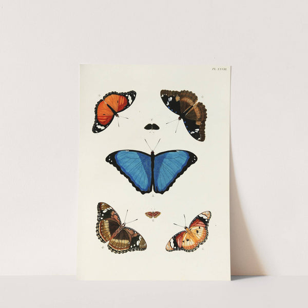 Foreign butterflies occurring in the three continents Asia, Africa and America Pl.275 (1779-1782) by Pieter Cramer