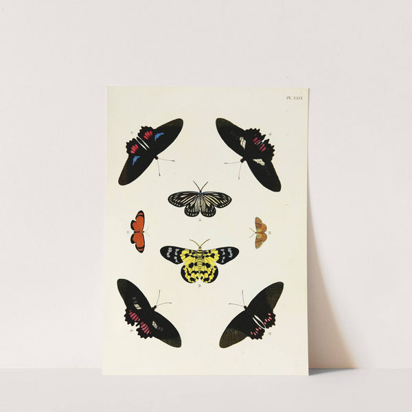 Foreign butterflies occurring in the three continents Asia, Africa and America Pl.276 (1779-1782) by Pieter Cramer
