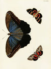 Foreign butterflies occurring in the three continents Asia, Africa and America Pl.280