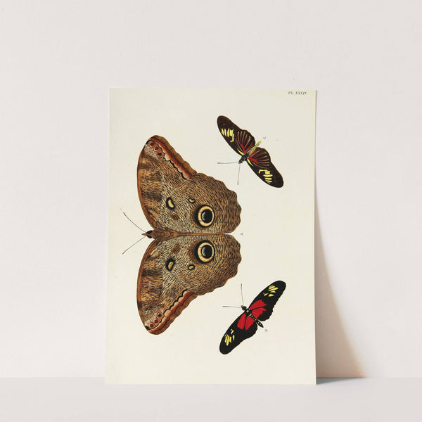 Foreign butterflies occurring in the three continents Asia, Africa and America Pl.281 (1779-1782) by Pieter Cramer