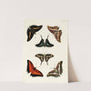 Foreign butterflies occurring in the three continents Asia, Africa and America Pl.284 (1779-1782) by Pieter Cramer