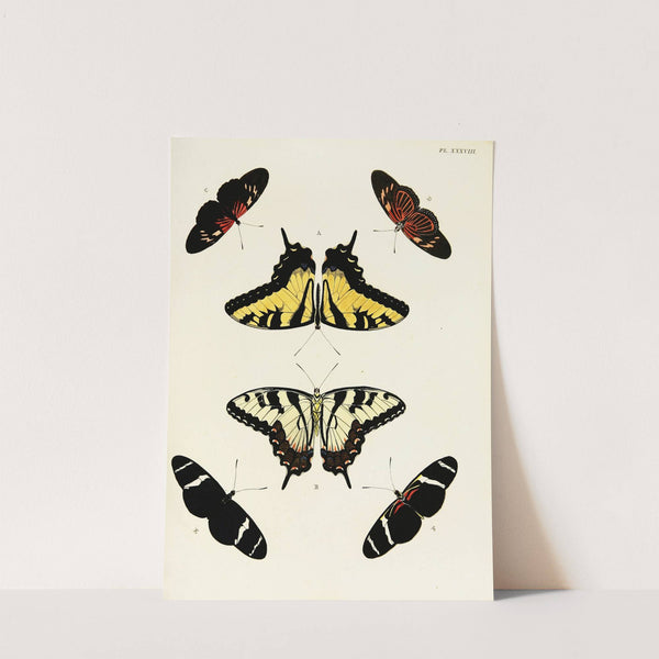 Foreign butterflies occurring in the three continents Asia, Africa and America Pl.285 (1779-1782) by Pieter Cramer