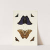 Foreign butterflies occurring in the three continents Asia, Africa and America Pl.288 (1779-1782) by Pieter Cramer