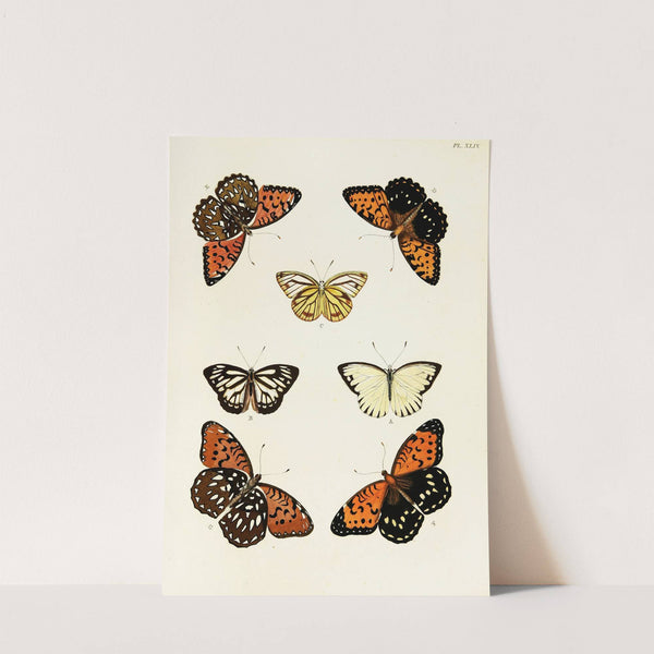 Foreign butterflies occurring in the three continents Asia, Africa and America Pl.291 (1779-1782) by Pieter Cramer