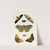 Foreign butterflies occurring in the three continents Asia, Africa and America Pl.293 (1779-1782) by Pieter Cramer