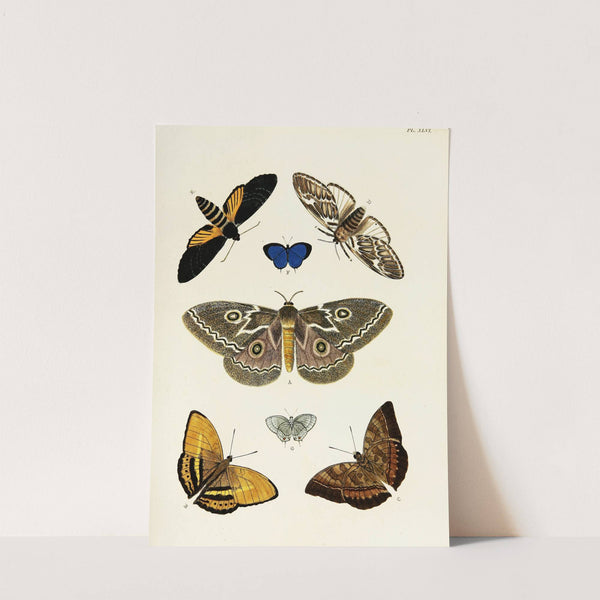 Foreign butterflies occurring in the three continents Asia, Africa and America Pl.293 (1779-1782) by Pieter Cramer