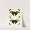 Foreign butterflies occurring in the three continents Asia, Africa and America Pl.297 (1779-1782) by Pieter Cramer