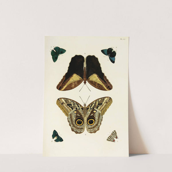Foreign butterflies occurring in the three continents Asia, Africa and America Pl.298 (1779-1782) by Pieter Cramer