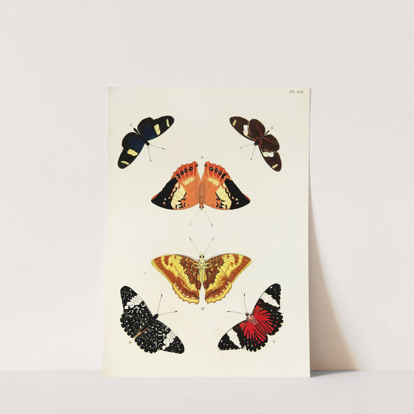 Foreign butterflies occurring in the three continents Asia, Africa and America Pl.301 (1779-1782) by Pieter Cramer