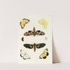 Foreign butterflies occurring in the three continents Asia, Africa and America Pl.302 (1779-1782) by Pieter Cramer