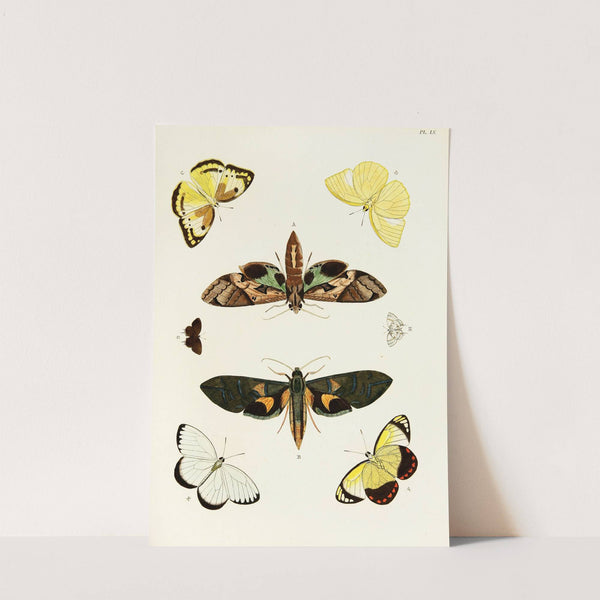 Foreign butterflies occurring in the three continents Asia, Africa and America Pl.302 (1779-1782) by Pieter Cramer