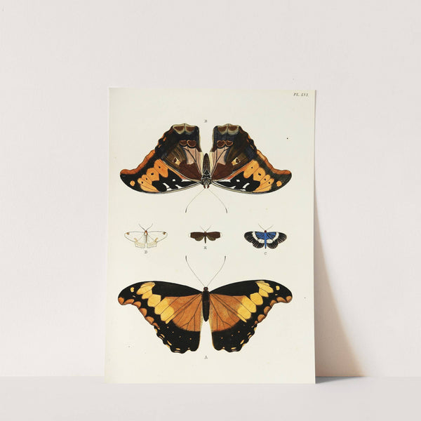 Foreign butterflies occurring in the three continents Asia, Africa and America Pl.303 (1779-1782) by Pieter Cramer