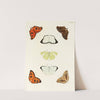 Foreign butterflies occurring in the three continents Asia, Africa and America Pl.305 (1779-1782) by Pieter Cramer